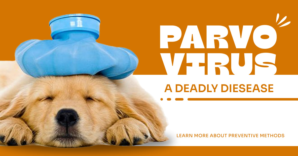 Understanding Parvovirus stages: A Comprehensive Guide